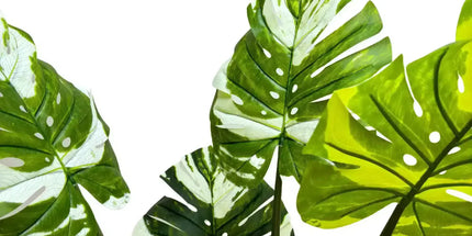 Premium Artificial Potted Monstera Albo 150cm