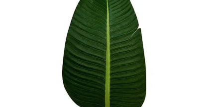 Grand Artificial Potted Travellers Palm (Banana Palm Tree) 180cm