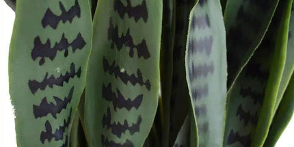 Artificial Snake Plant Sansevieria UV Resistant 90cm