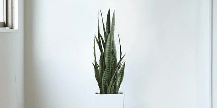 Artificial Snake Plant Sansevieria UV Resistant 90cm