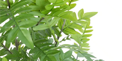 Premium Real Touch Artificial Bracken Palm Tree 180cm