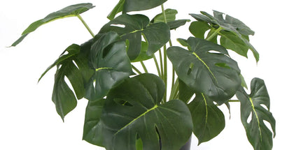 Dense Potted Artificial Monstera Deliciosa Plant With Real Touch Leaves 50cm