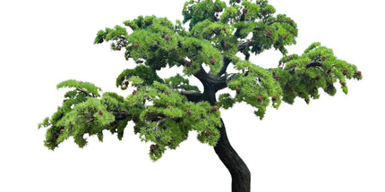 Extra Large Custom Made Bonsai Tree 350cm (Made to Order)