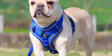 Blue Reflective Mesh Dog Harness and Leash Set - Adjustable No-Pull Vest - XL