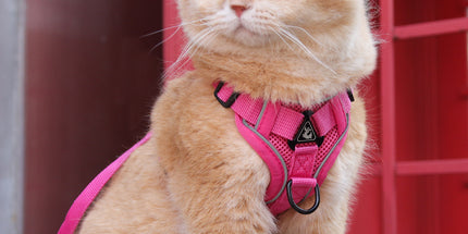 Rose Red Reflective Mesh Dog Harness and Leash Set - Adjustable No-Pull Vest - S