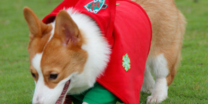 Christmas Dog Costume - Festive Hooded Cape & Green Jumpsuit Outfit (Size : 6XL)