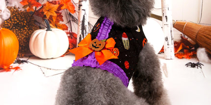 M Halloween Pumpkin Dog Harness Dress - Festive Costume Vest with Leash Ring for Small Dogs