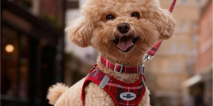 M Size Beige Classic Plaid Dog Harness Set- Breathable Mesh Vest and Adjustable Collar,WIith 1.5m Lead for pet, Anti-Pull Design