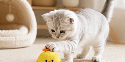 2-Piece Yellow Chick Squeaky Ball Dog Toy Set with TPR Thorn Ball Inside - Soft Plush Pet Chew Toys for Dogs & Cats